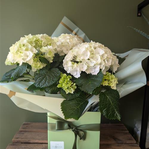 White Hydrangea Box