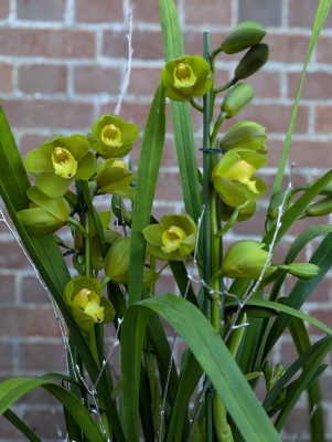 Cymbidium