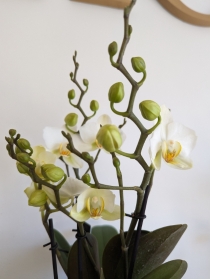 Orchid