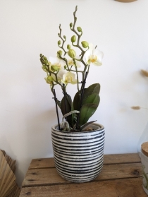 Orchid
