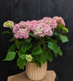 Hydrangea