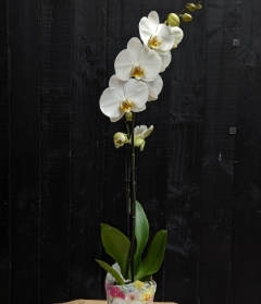 Orchid