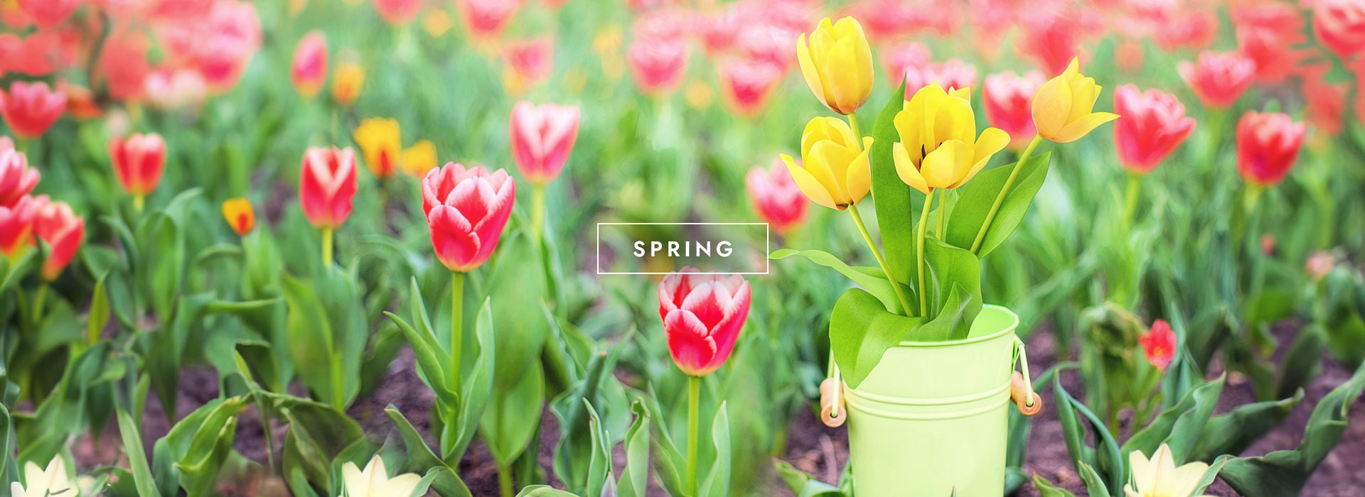 Same day flower delivery in Ipswich and across Suffolk from your local